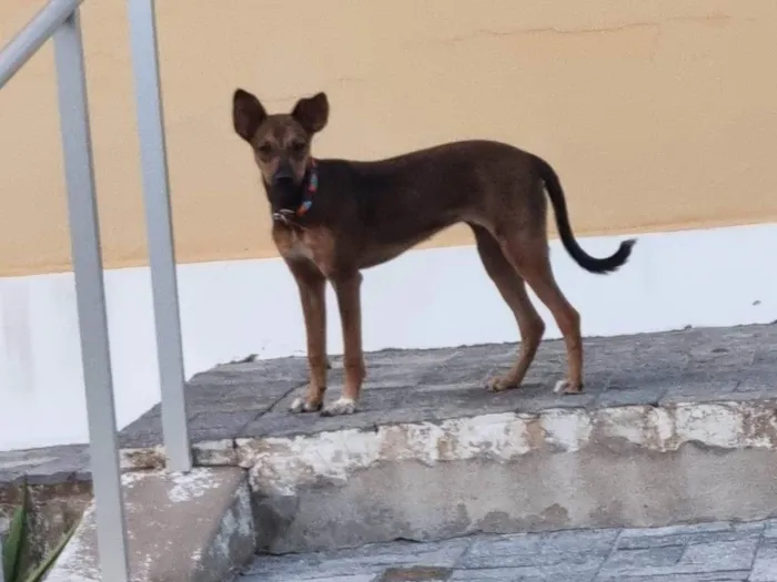 Cachorro raça SRD-ViraLata idade 2 a 6 meses nome Princesa
