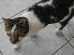 Gato raça SRD-ViraLata idade 7 a 11 meses nome TOM