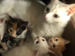 Gato raça  idade Abaixo de 2 meses nome Gatinhos lindos e fofos
