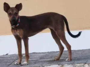 Cachorro raça SRD-ViraLata idade 2 a 6 meses nome Princesa