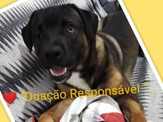 Cachorro ra a Vira lata idade 2 anos nome Tom