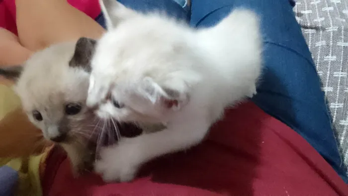 Gato ra a Não sei  idade Abaixo de 2 meses nome Não tem 