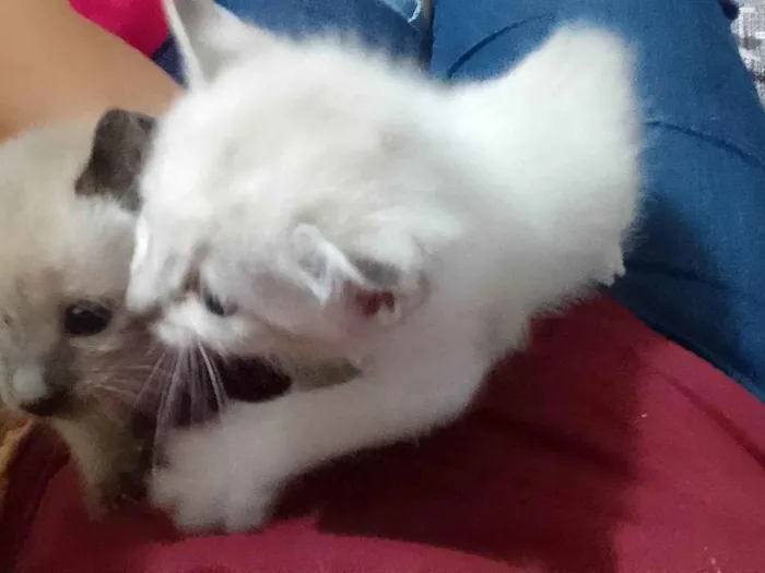 Gato ra a Não sei  idade Abaixo de 2 meses nome Não tem 