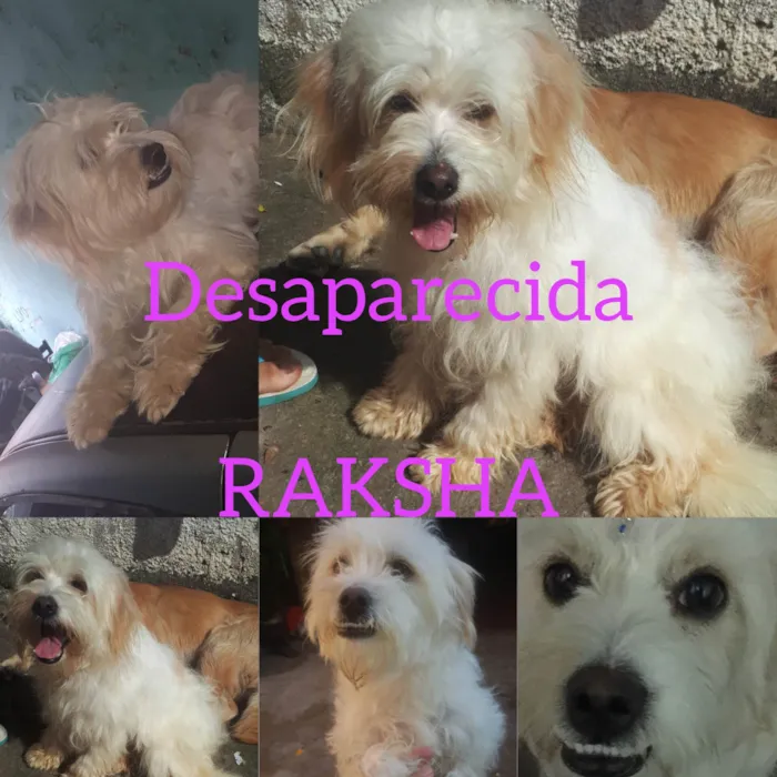 Cachorro ra a Vira lata  idade 6 ou mais anos nome Raksha