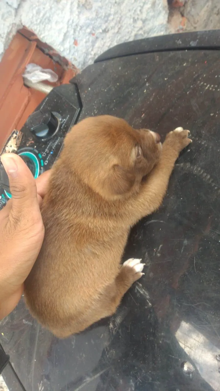 Cachorro ra a SRD-ViraLata idade 2 a 6 meses nome Dolé 