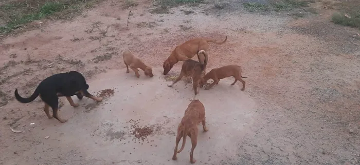 Cachorro ra a SRD-ViraLata idade 2 anos nome Sem nome 