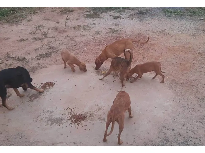 Cachorro ra a SRD-ViraLata idade 2 anos nome Sem nome 