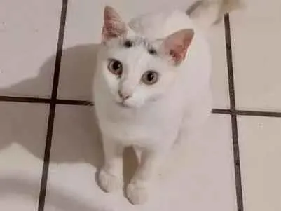 Gato ra a  idade 2 anos nome Não sei