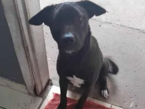 Cachorro raça Labrador idade 2 a 6 meses nome ÉSKA 