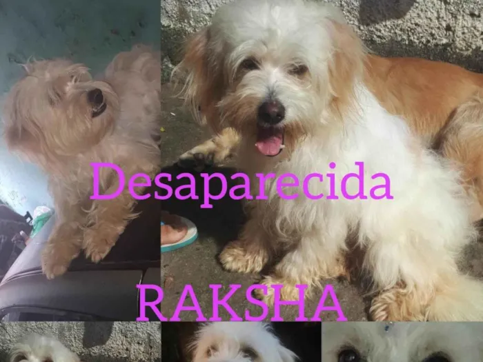 Cachorro ra a Vira lata  idade 6 ou mais anos nome Raksha