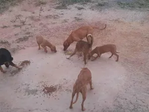 Cachorro raça SRD-ViraLata idade 2 anos nome Sem nome 