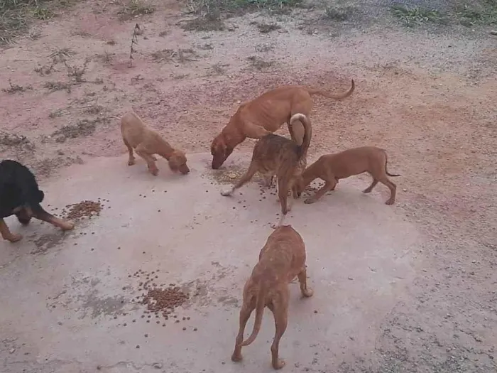 Cachorro ra a SRD-ViraLata idade 2 anos nome Sem nome 