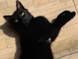 GRATIFICA - Shibalba