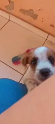 Lupi 