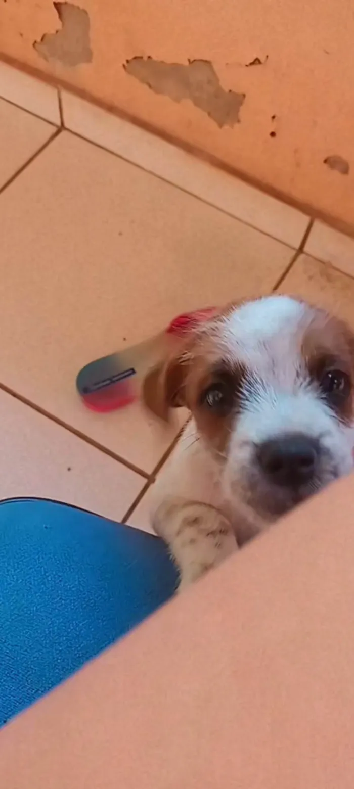 Cachorro ra a Mestiço  idade 2 a 6 meses nome Lupi 