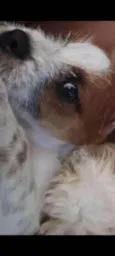 Lupi 