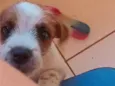 Lupi 