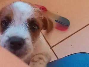 Cachorro raça Mestiço  idade 2 a 6 meses nome Lupi 