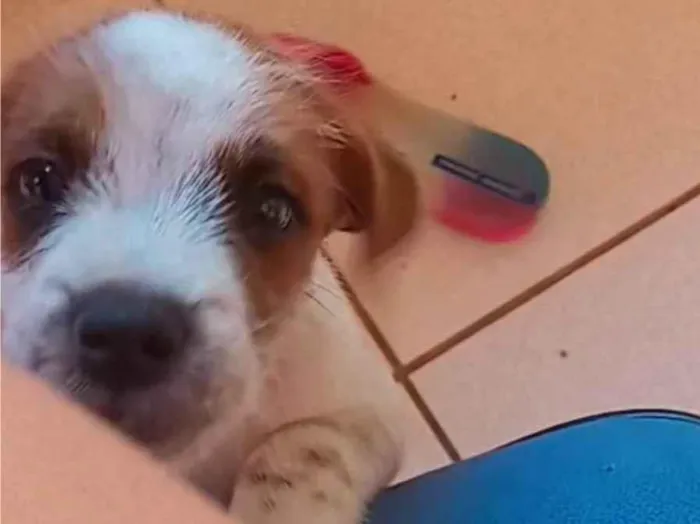 Cachorro ra a Mestiço  idade 2 a 6 meses nome Lupi 