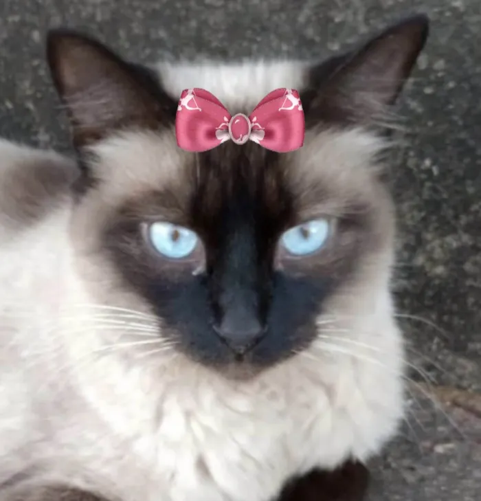 Gato ra a Siamês idade 7 a 11 meses nome Nicole 