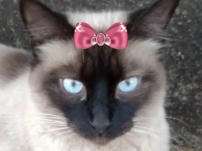 Gato ra a Siamês idade 7 a 11 meses nome Nicole 