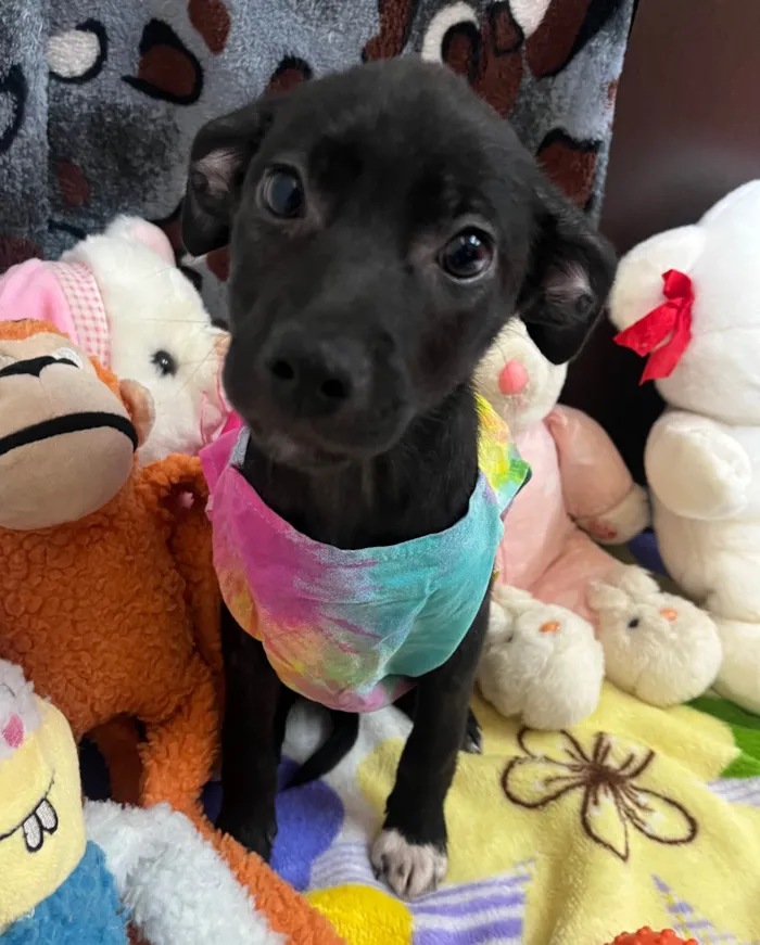 Cachorro raça SRD-ViraLata idade 2 a 6 meses nome Sem Nome 