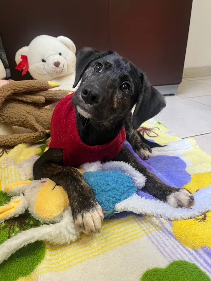 Cachorro raça SRD-ViraLata idade 2 a 6 meses nome Logan