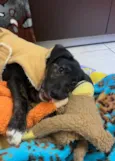 Cachorro raça SRD-ViraLata idade 2 a 6 meses nome Logan