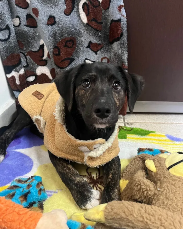 Cachorro raça SRD-ViraLata idade 2 a 6 meses nome Logan