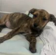 Cachorro raça SRD-ViraLata idade 2 a 6 meses nome Nala