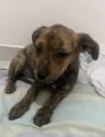 Cachorro raça SRD-ViraLata idade 2 a 6 meses nome Nala