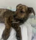 Cachorro raça SRD-ViraLata idade 2 a 6 meses nome Nala