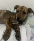 Cachorro raça SRD-ViraLata idade 2 a 6 meses nome Nala