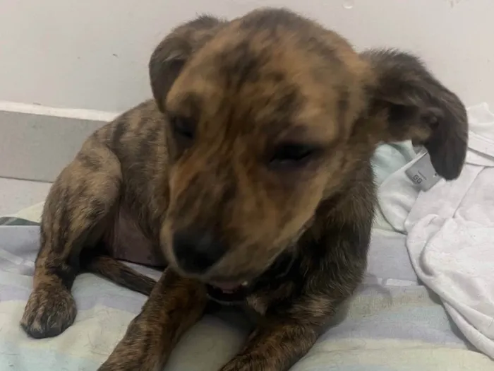 Cachorro raça SRD-ViraLata idade 2 a 6 meses nome Nala
