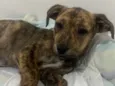 Cachorro raça SRD-ViraLata idade 2 a 6 meses nome Nala
