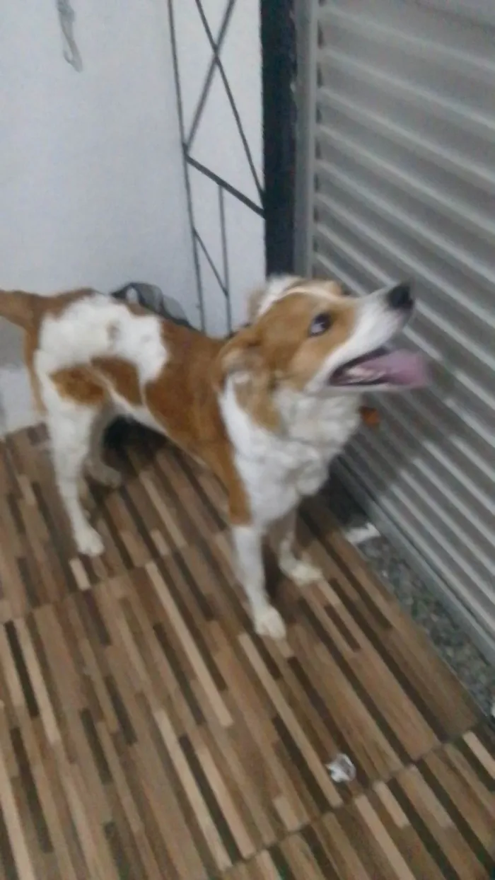 Cachorro ra a SRD-ViraLata idade  nome Quindin 