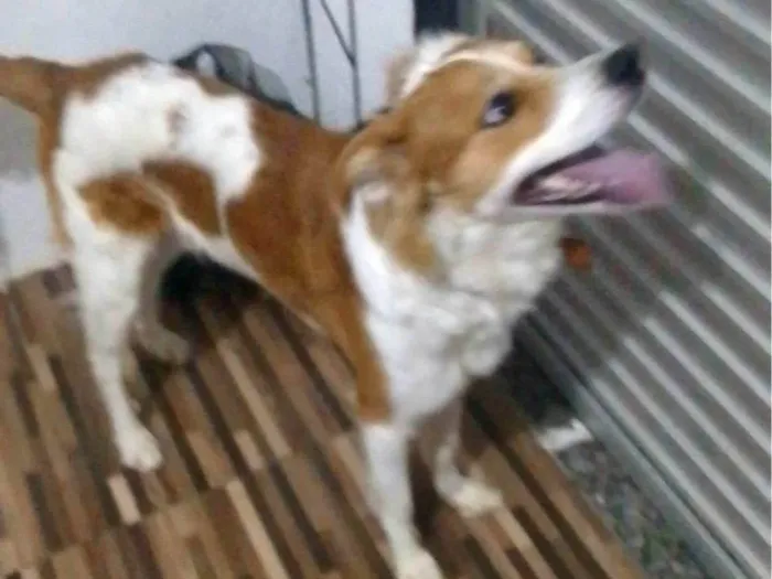 Cachorro ra a SRD-ViraLata idade  nome Quindin 