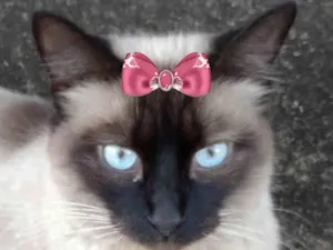 Gato raça Siamês idade 7 a 11 meses nome Nicole 