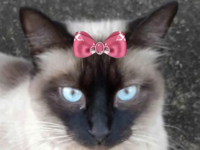 Gato ra a Siamês idade 7 a 11 meses nome Nicole 