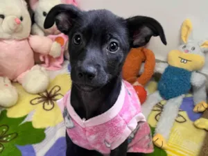 Cachorro raça SRD-ViraLata idade 2 a 6 meses nome Sem Nome 