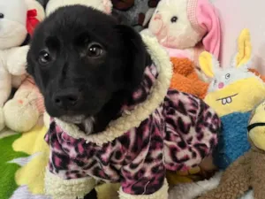 Cachorro raça SRD-ViraLata idade 2 a 6 meses nome Sem Nome 