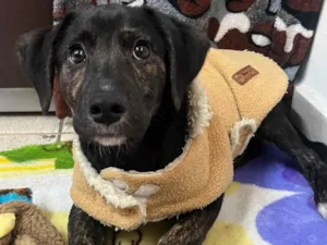 Cachorro raça SRD-ViraLata idade 2 a 6 meses nome Logan