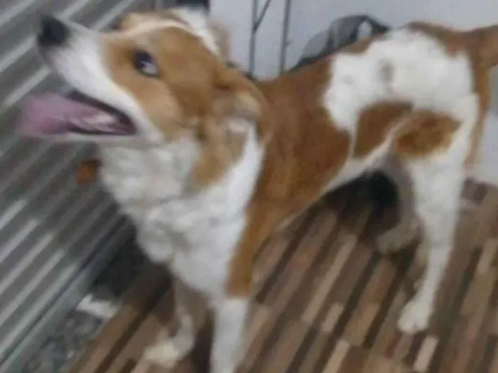 Cachorro ra a SRD-ViraLata idade  nome Quindin 