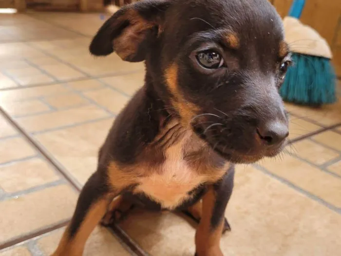 Cachorro ra a SRD-ViraLata idade 2 a 6 meses nome Sem nome