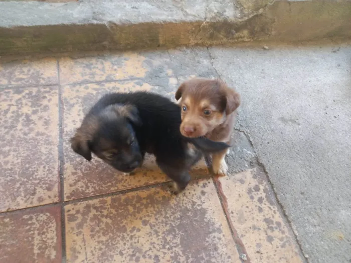 Cachorro ra a SRD-ViraLata idade Abaixo de 2 meses nome Bebes