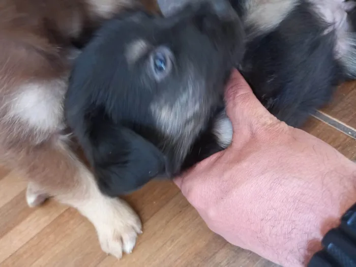 Cachorro ra a SRD-ViraLata idade Abaixo de 2 meses nome Bebes