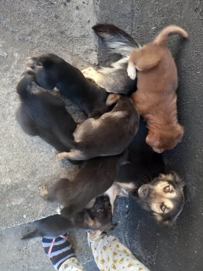 Cachorro ra a SRD-ViraLata idade Abaixo de 2 meses nome Bebes