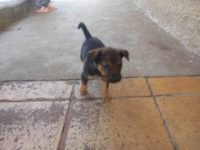 Cachorro ra a SRD-ViraLata idade Abaixo de 2 meses nome Bebes