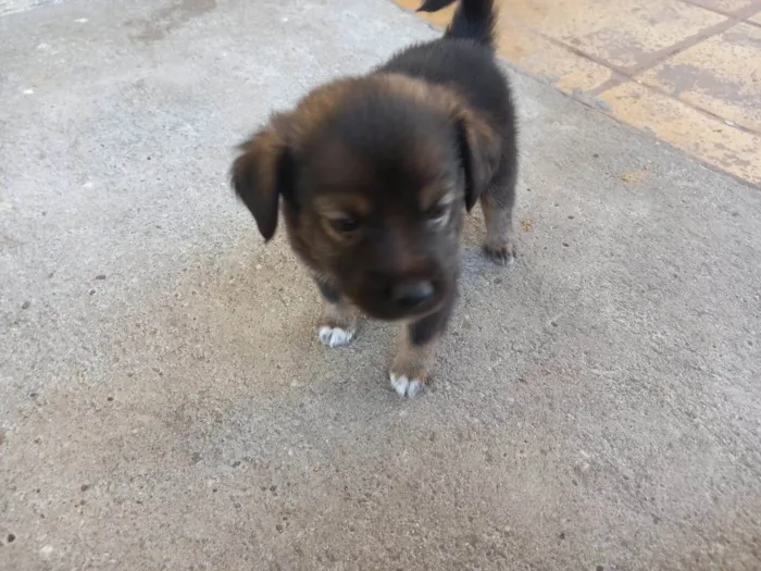 Cachorro ra a SRD-ViraLata idade Abaixo de 2 meses nome Bebes