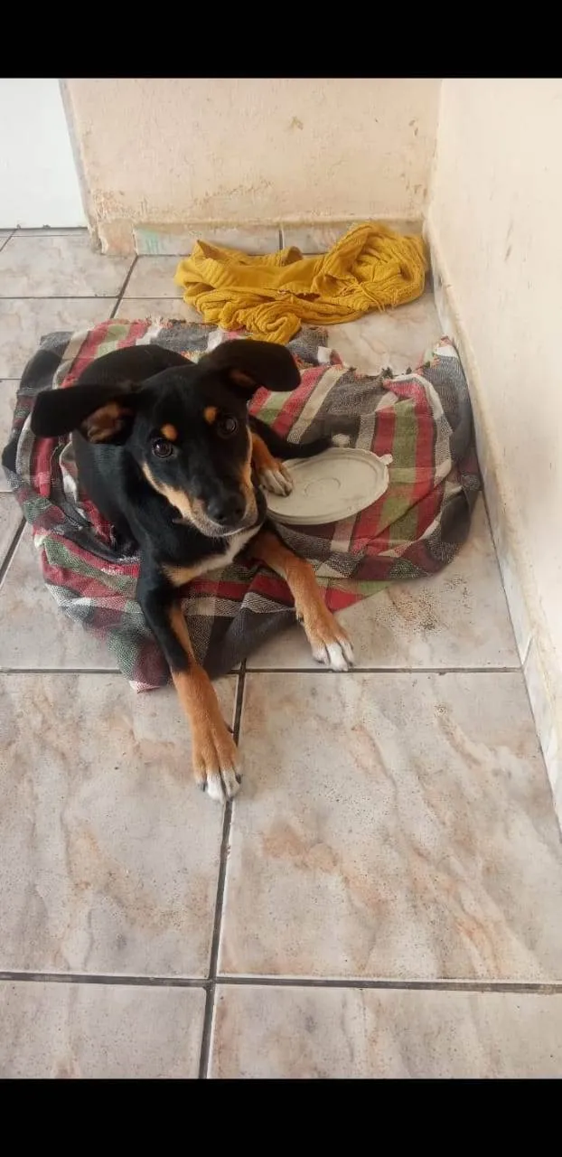 Cachorro ra a Pastor idade 2 a 6 meses nome Betovem